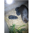 云南竹鼠【昭通竹鼠】德宏竹鼠，普洱竹鼠 