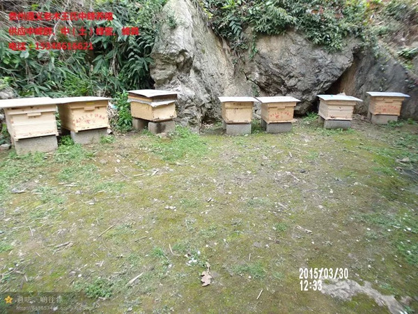 贵州蜜蜂养殖场|遵义养蜂合作社|养蜂技术