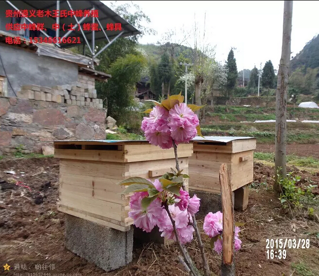 遵义养蜂场|遵义老木王氏中蜂养殖场