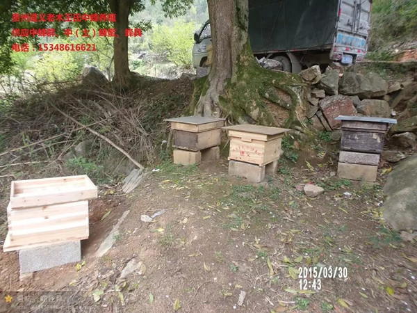 贵州蜜蜂群销售|贵州蜜蜂群价格