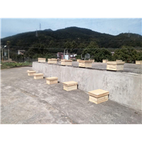 贵州蜂群出售|贵州蜜蜂养殖基地2