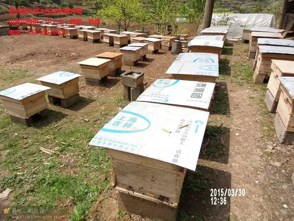 贵州哪里教授蜜蜂养殖技术|贵州养蜂场