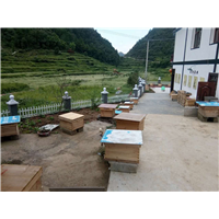 贵州蜜蜂养殖-贵州蜂群出售20