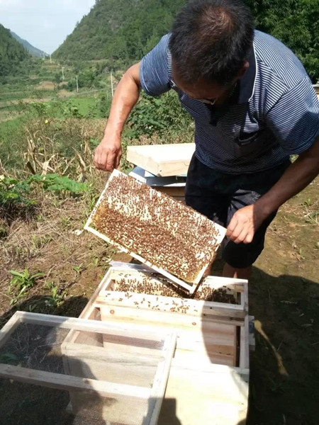 贵州遵义蜜蜂养殖|遵义蜜蜂群销售价格
