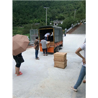 贵州蜜蜂养殖-贵州蜂群出售7