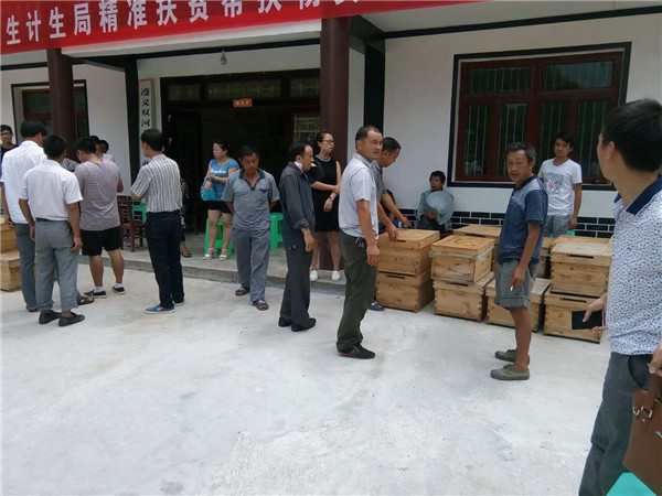 贵州蜜蜂养殖-贵州蜂群出售5