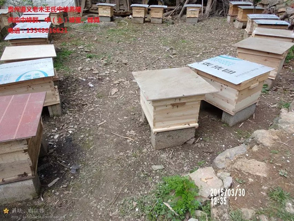 贵州蜜蜂养殖|贵州养殖蜜蜂技术免费学习