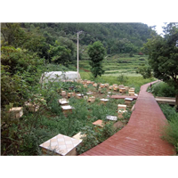 贵州蜜蜂养殖-贵州蜂群出售22
