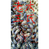 贵州蜜蜂养殖-贵州蜂群出售32