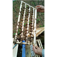 贵州蜂群出售|贵州蜜蜂养殖基地7