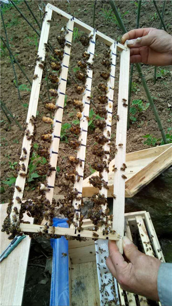 贵州蜂群出售|贵州蜜蜂养殖基地7