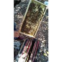 贵州蜂群出售|贵州蜜蜂养殖基地4