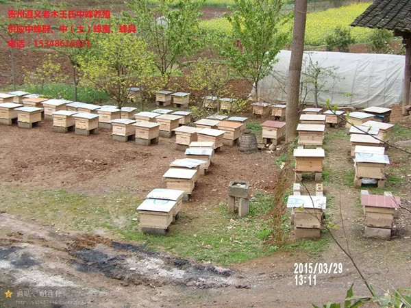贵州养殖蜜蜂基地|贵州养殖蜜蜂合作社