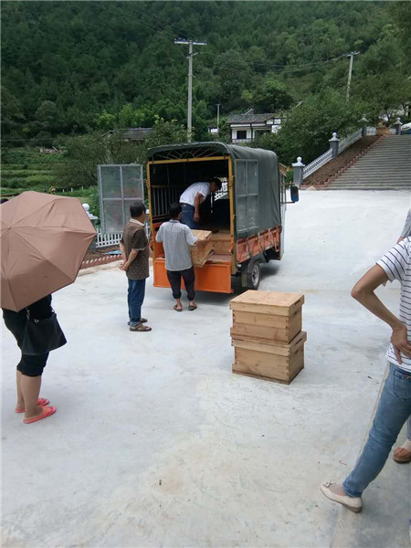 贵州蜜蜂养殖-贵州蜂群出售7