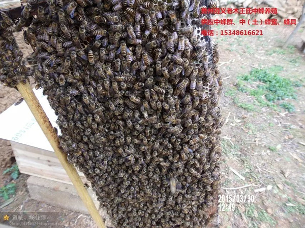 遵义蜜蜂群出售|贵州蜜蜂养殖基地