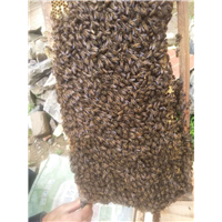 贵州蜂群出售|贵州蜜蜂养殖基地8