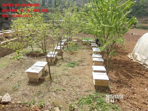 贵州蜜蜂群供应|贵州养殖蜜蜂场