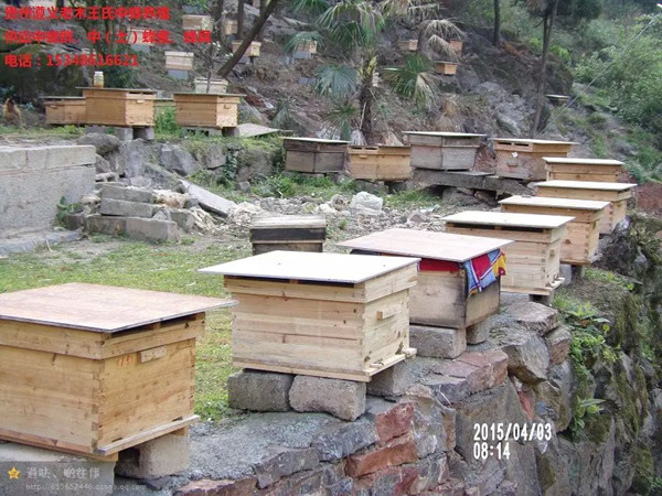 贵州蜜蜂养殖场|贵州蜜蜂群供应