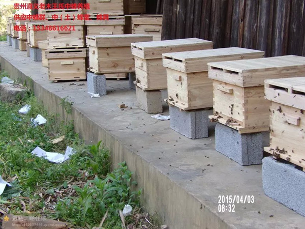 贵州蜜蜂群销售价格|贵州蜜蜂养殖基地