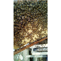 贵州蜂群出售|贵州蜜蜂养殖基地3