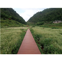 贵州蜜蜂养殖-贵州蜂群出售27