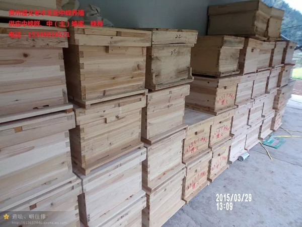 贵州免费学习养殖蜜蜂技术|贵州中蜂养殖