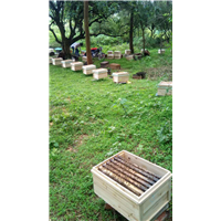 贵州蜂群出售|贵州蜜蜂养殖基地1