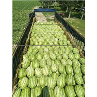 内蒙古西瓜批发%￥通辽西瓜种植基地