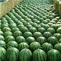 通辽西瓜代通辽西瓜代办价格