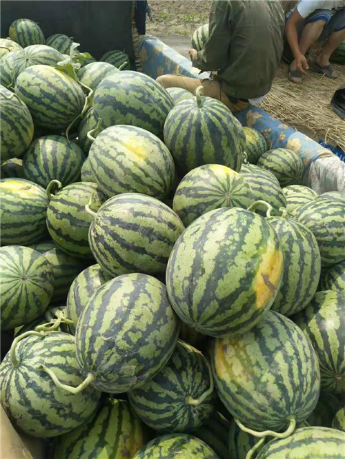 内蒙古西瓜代办价格__内蒙古西瓜代收