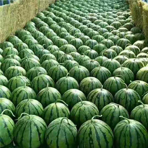 通辽西瓜代通辽西瓜代办价格