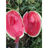 内蒙西瓜代办哪家好？内蒙西瓜代办