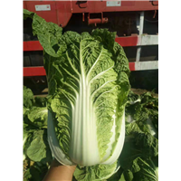 辽宁新民白菜多少起批？？