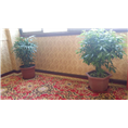 林芝**的宾馆 