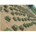 马尼拉草皮 