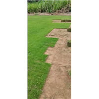 如何种植和管理草坪