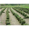 马尼拉草皮 