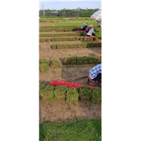 与台湾草和马尼拉草相比哪个更好