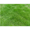 马尼拉草皮 