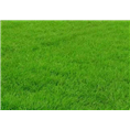 马尼拉草皮 