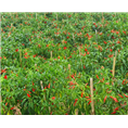 菏泽天宇辣椒经销商|菏泽天宇辣椒销售