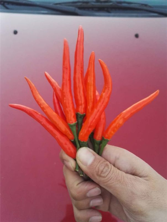 山东曹县艳红辣椒种植基地