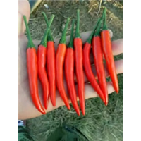 山东菏泽剁椒加工厂 