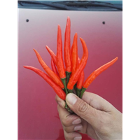 山东曹县艳红辣椒种植基地