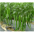 曹县线椒经销商|菏泽线椒价格