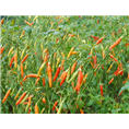 山东小米辣价格|菏泽小米辣经销商