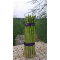 LS013山东曹县芦笋种植基地