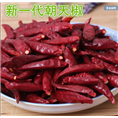 新一代辣椒经销商|新一代辣椒**价格