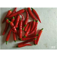 山东曹县鲜辣椒价格咨询 