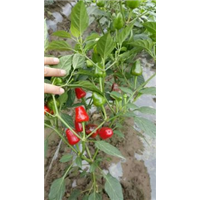 山东菏泽珠子椒批发商|珠子椒销售商